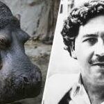Colombia: sacrificarán 80 hipopótamos descendientes de los que llevó Pablo Escobar