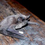 Vacunación casa por casa por un caso de rabia en un murciélago