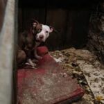 Alerta por tráfico ilegal de perros enfermos desde Bolivia hacia Argentina