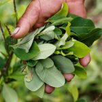 El Congreso debatirá legalizar la importación de la hoja de coca