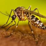 El fenómeno de “El Niño” podría aumentar la proliferación del mosquito vector del Dengue