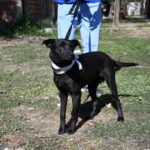 Buscan evitar que los perros acompañen a las peregrinaciones y se extravíen